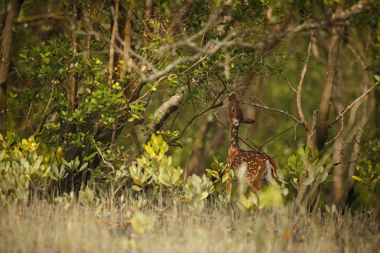 Bangladesh Highlights Expedition (11-Days tour) - Image 3