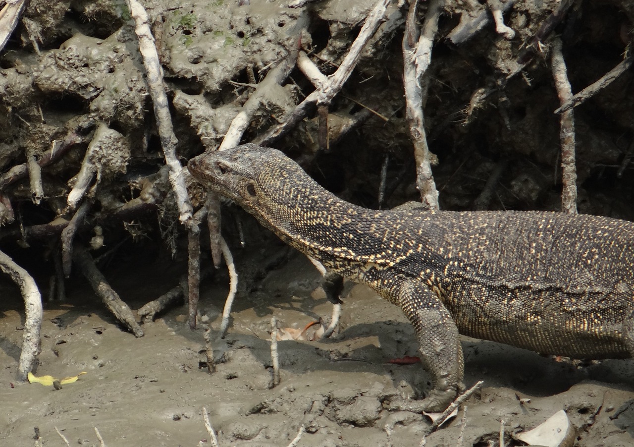 Bangladesh Highlights Expedition (11-Days tour) - Image 6