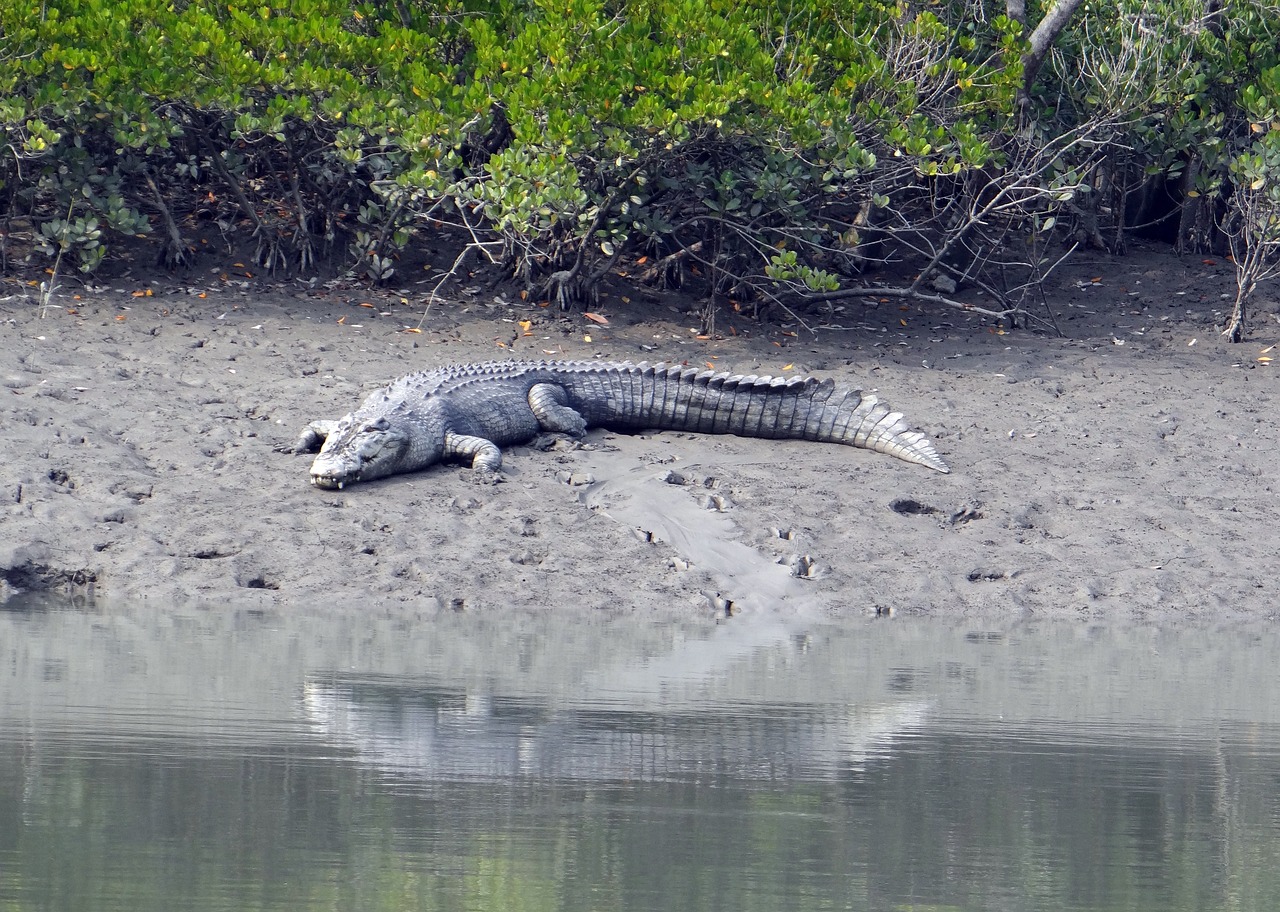 Bangladesh Highlights Expedition (11-Days tour) - Image 7