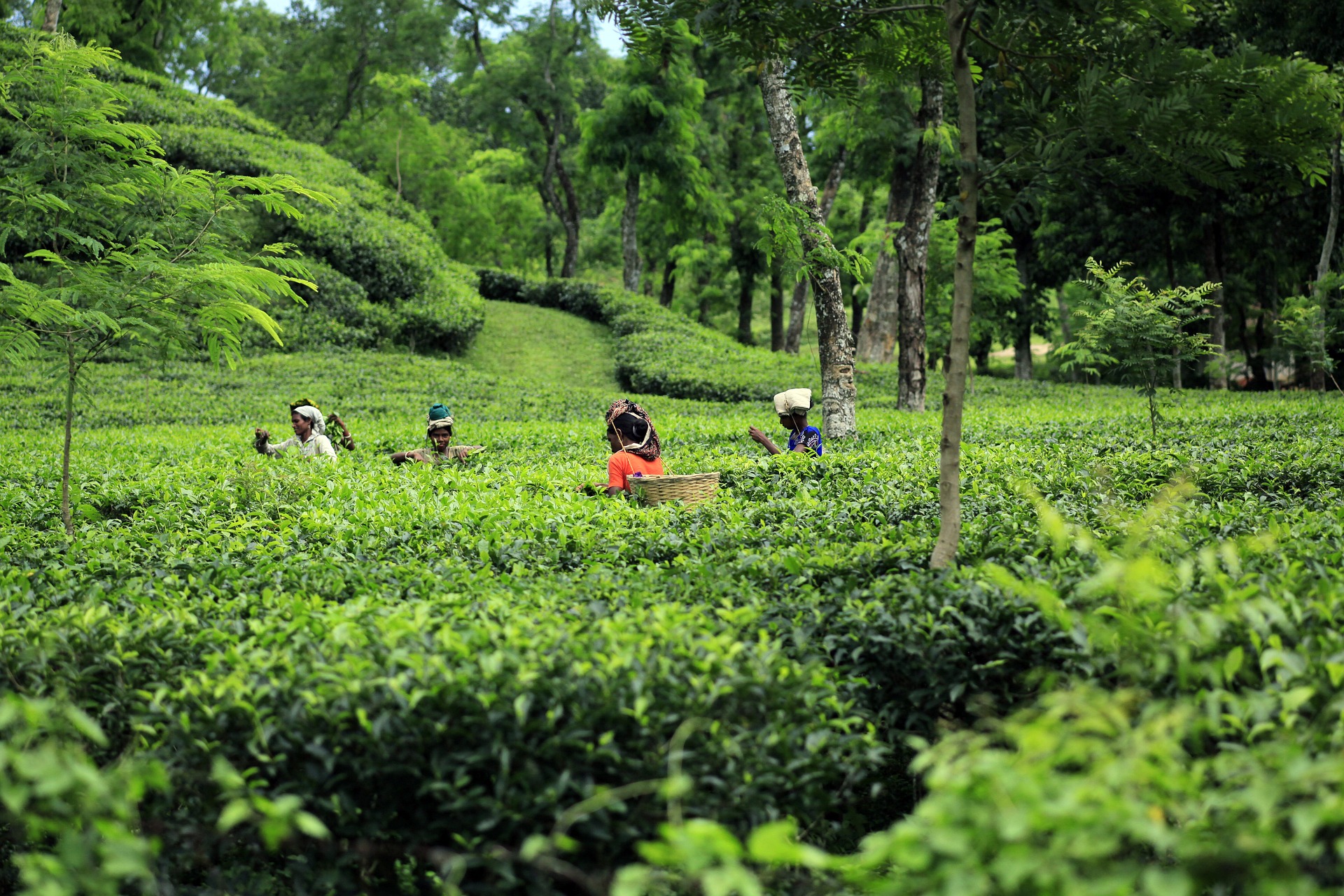 Bangladesh Highlights Expedition (11-Days tour) - Image 1
