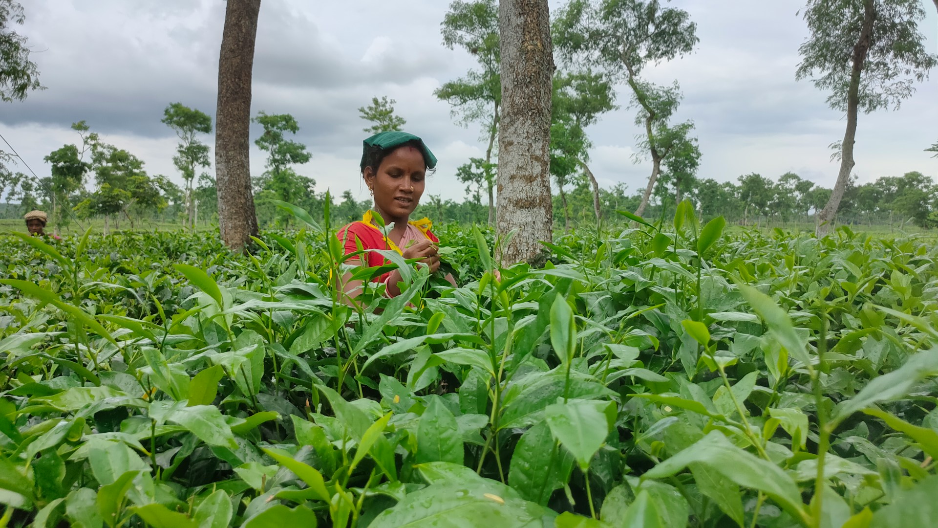 Tea Plantation Tour in Sreemangal - Image 4
