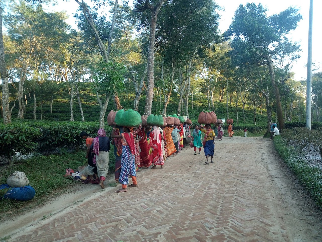 Tea Plantation Tour in Sreemangal - Image 2