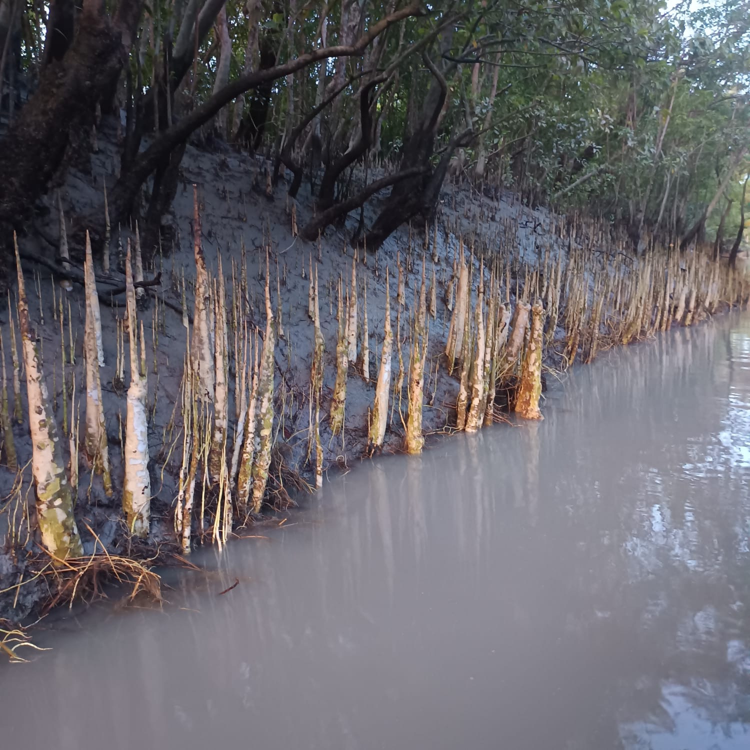 Dhaka to Sundarban Tour - Image 6