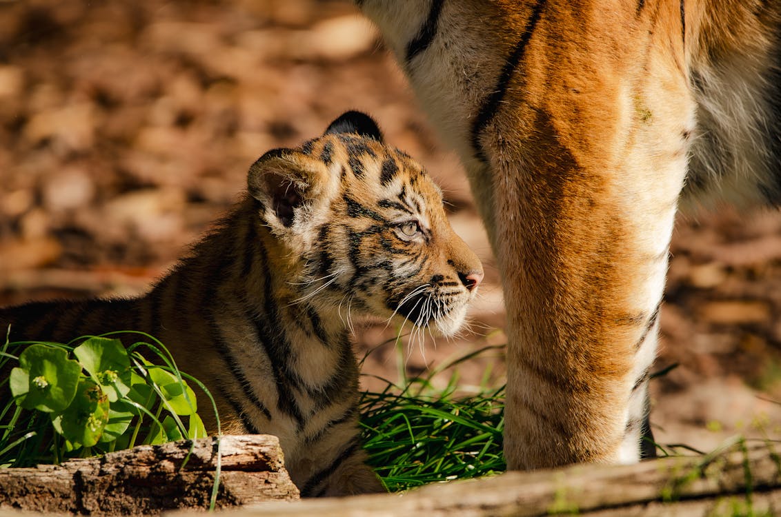 Sundarban Safari Adventure Tour - Image 1