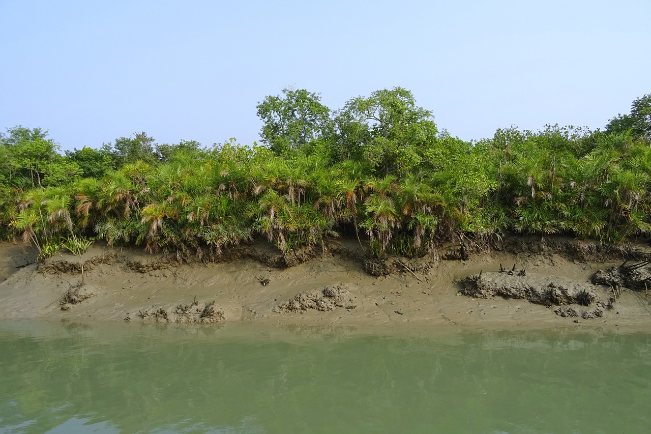 Sundarban Tour Bangladesh (3-Days) - Image 4