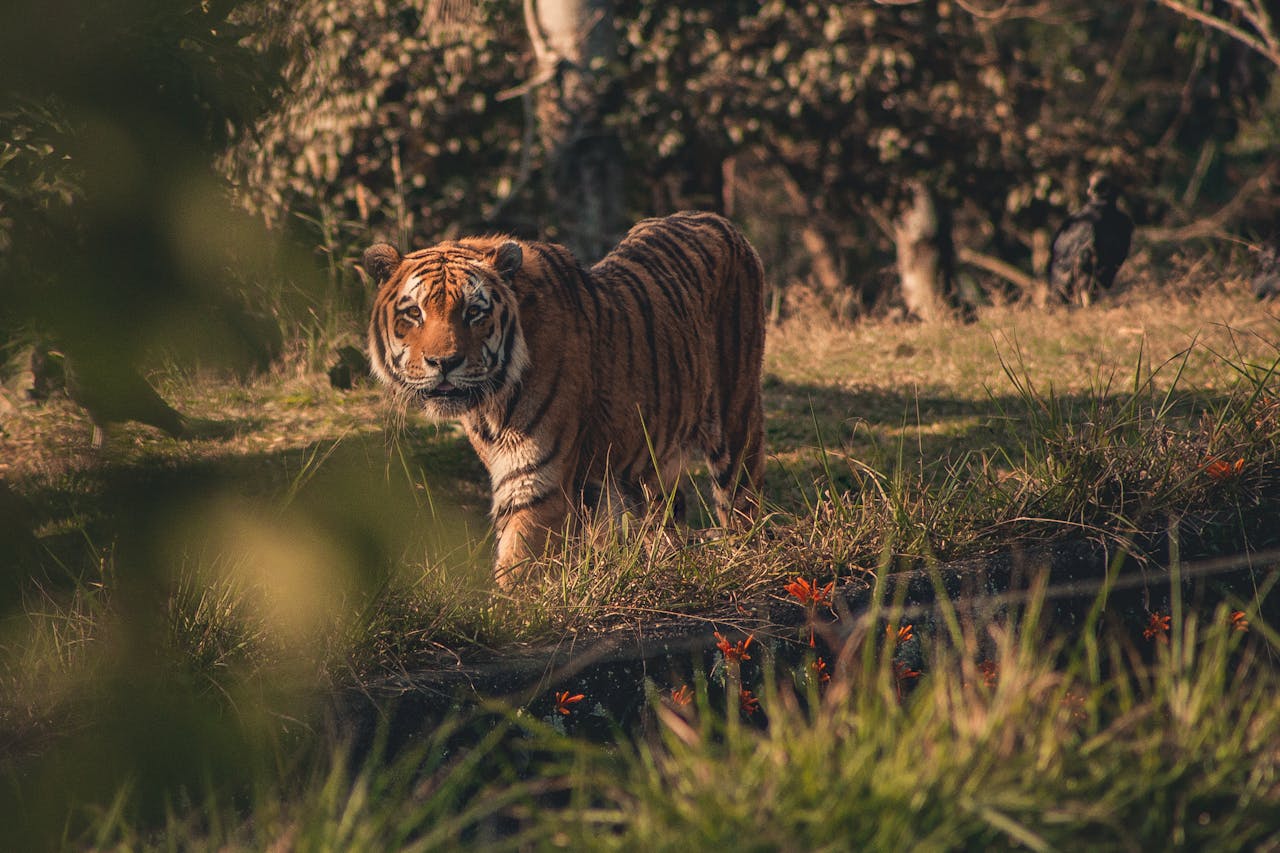 Sundarban Tour Bangladesh (3-Days) - Image 6